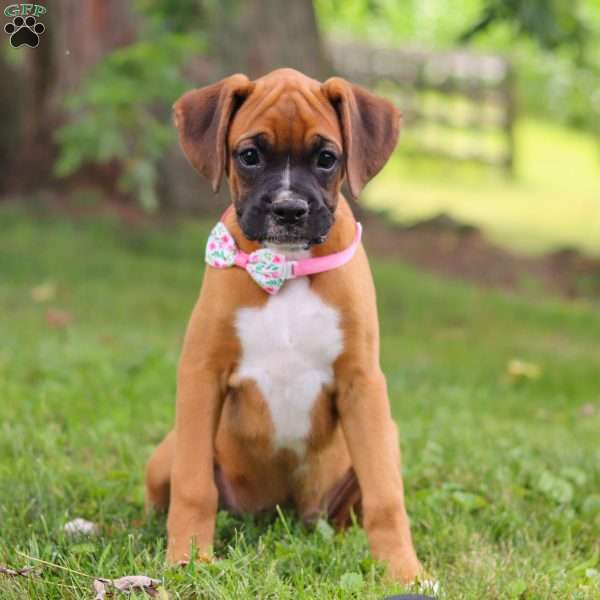 Olive, Boxer Puppy